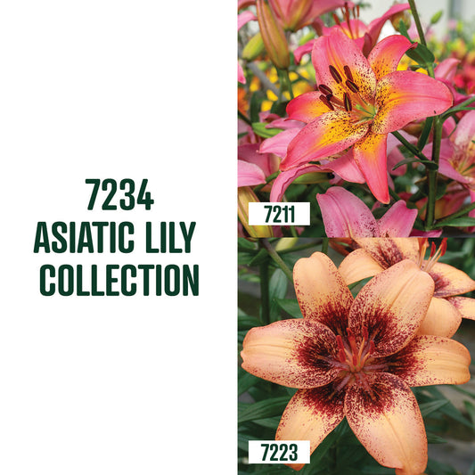 Asiatic Lily Collection / 4 bulbs