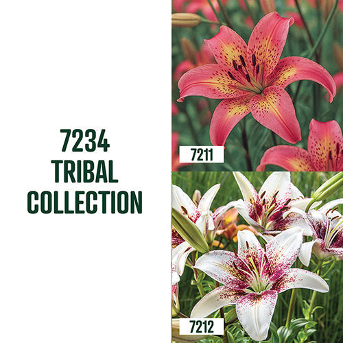 Tribal Lily Collection / 4 Bulbs