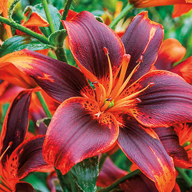 Lily Forever Susan - 7241A