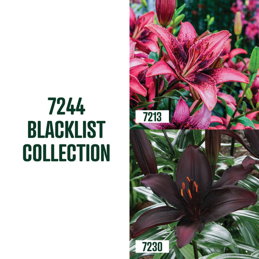 Blacklist Lily Collection / 4 Bulbs