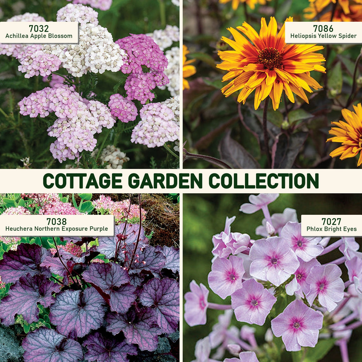 Cottage Garden Collection