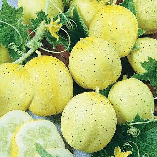 Lemon Apple (60 Days) - 730A