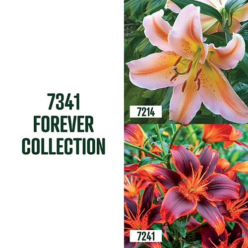 Forever Lily Collection / 4 Bulbs - 7341A