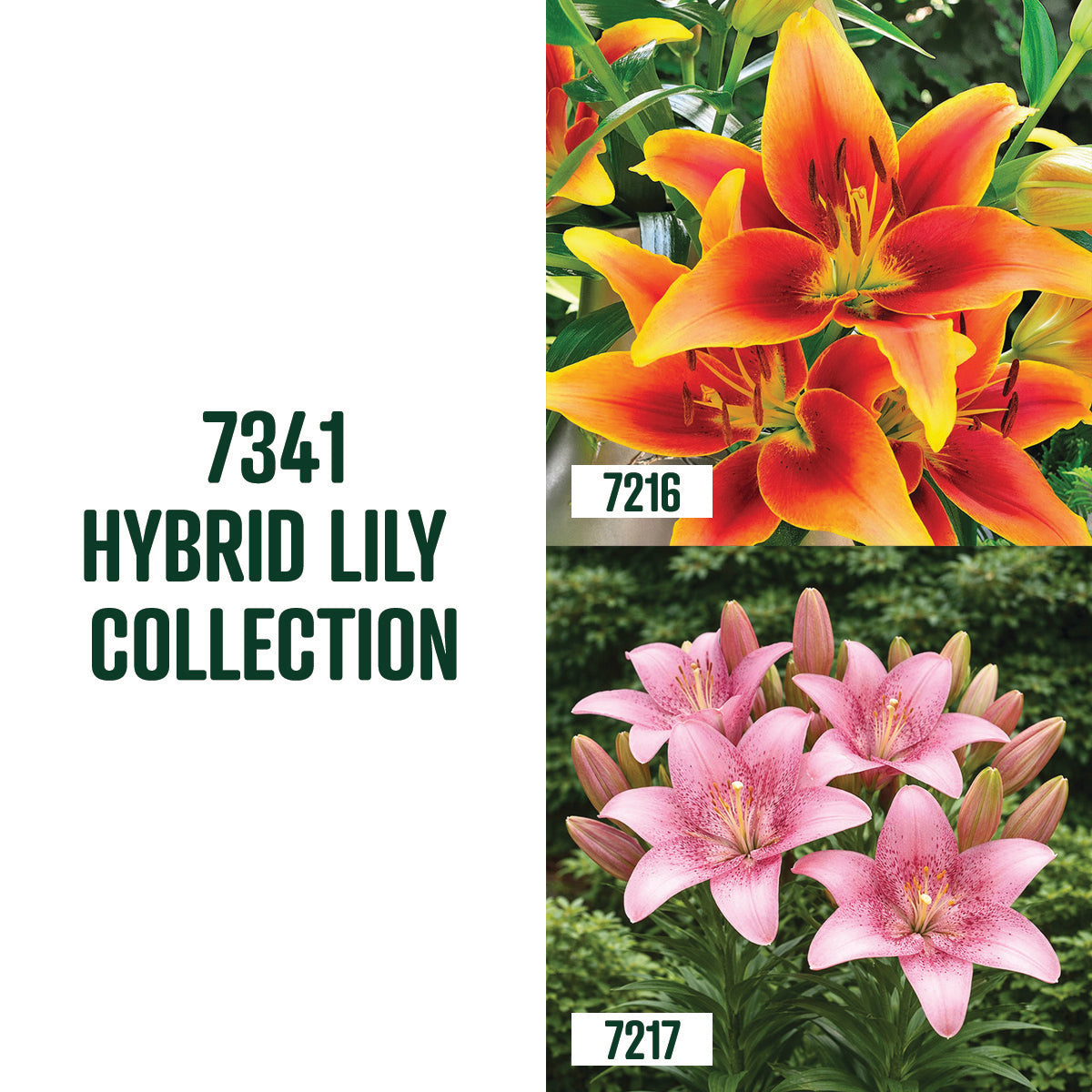 Collection Forever Lily / 4 bulbes