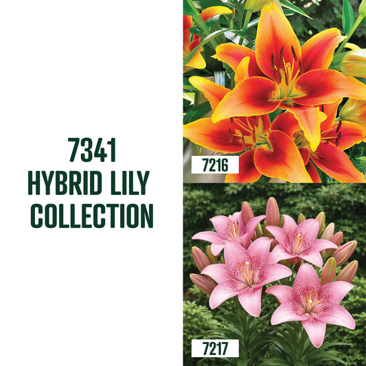 Collection Forever Lily / 4 bulbes