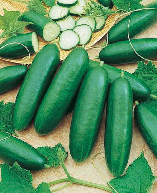 Cucumber Diva (56 Days) - 740A