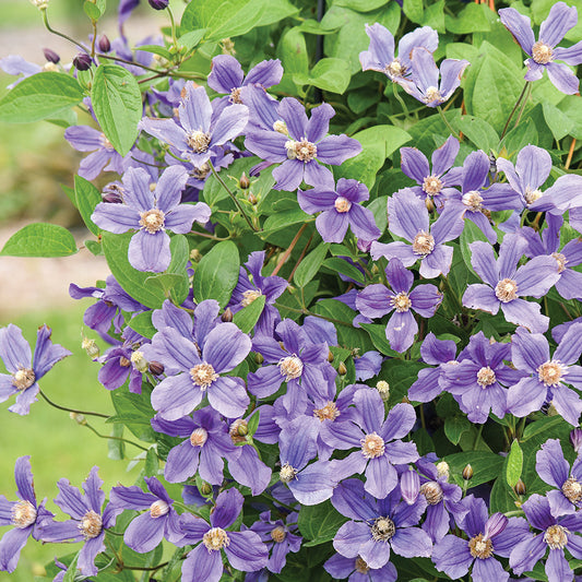 Clematis Rain Dance