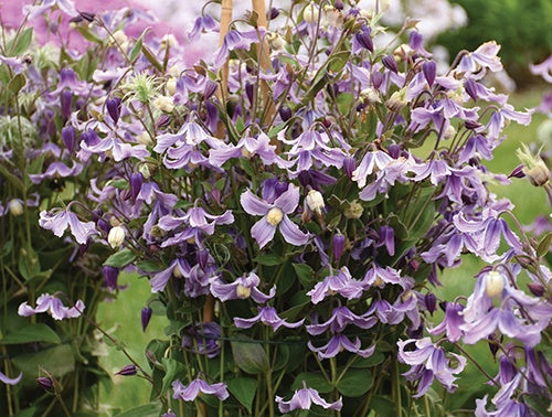 Clematis Stand By Me Lavender - 7416A