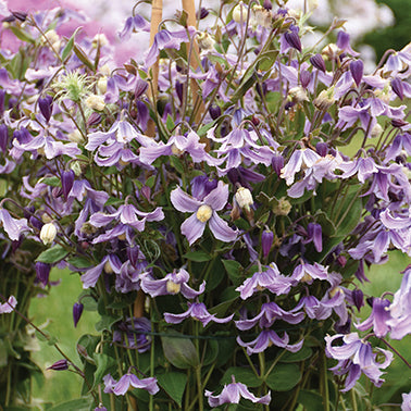 Clematis Stand By Me Lavender