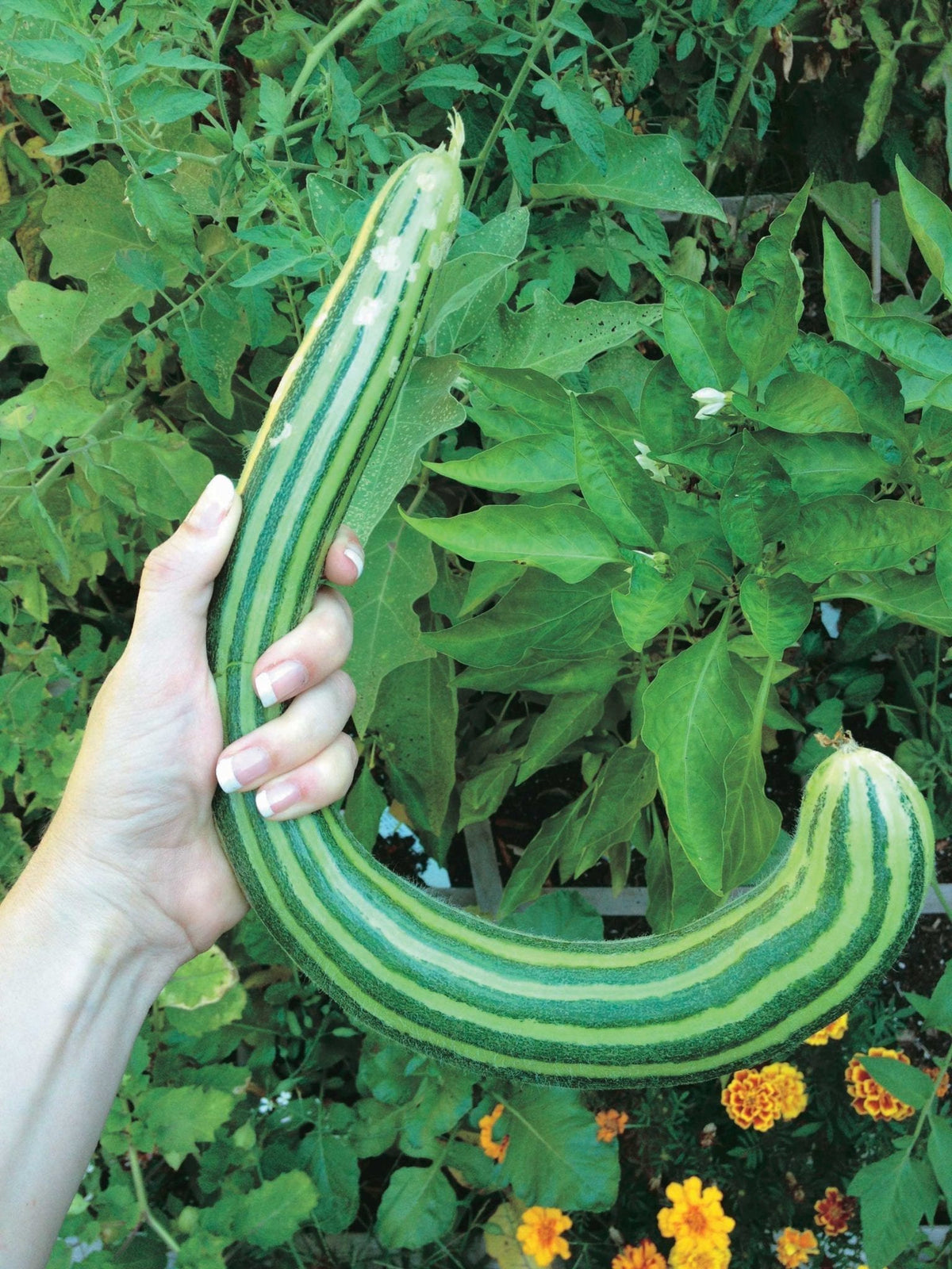 Cucumber Armenian (63 Days) - 745A