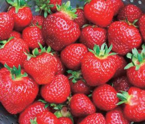 Strawberry Kent June Bearing - 7503A