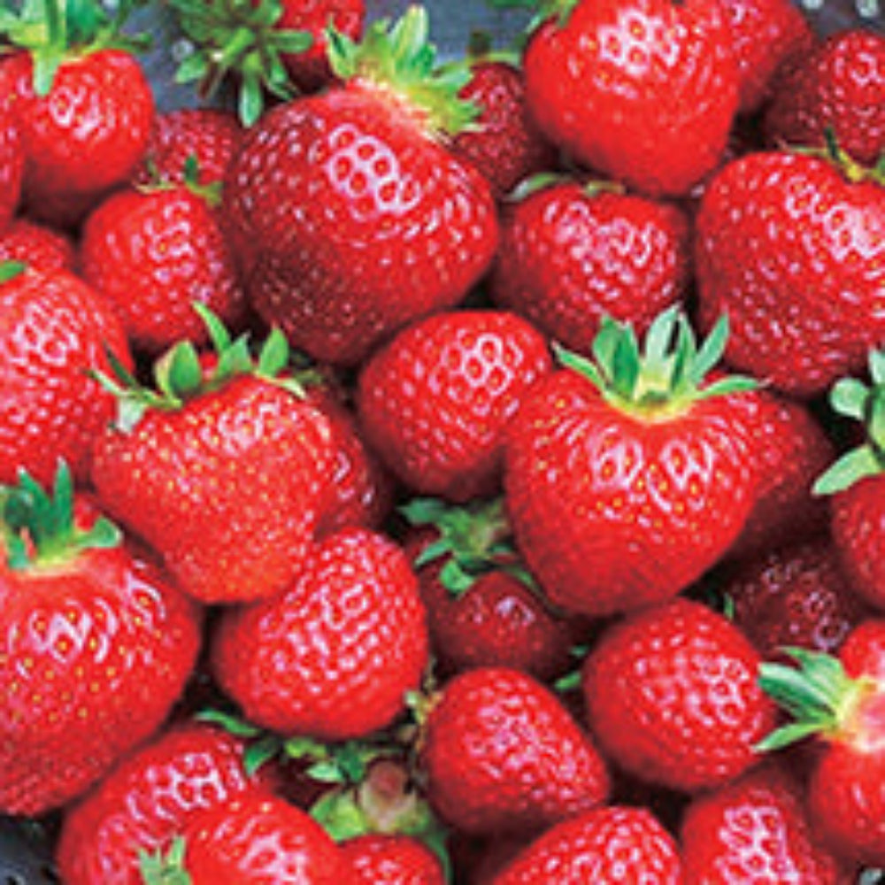 Strawberry Kent June Bearing - 7503A