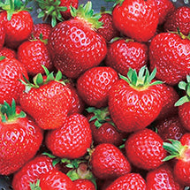 Strawberry Kent June Bearing - 7503A