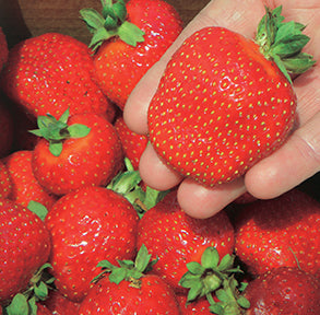 Strawberry Seascape (Day-Neutral) - 7515A