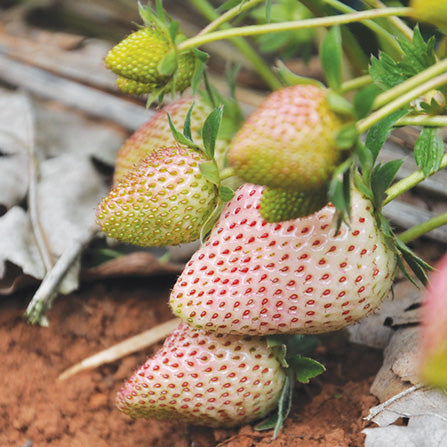 Strawberry Flamingo
