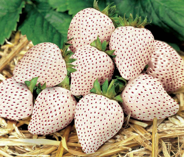 Pine Berry Strawberry Plants - White Fruit | T&T Seeds