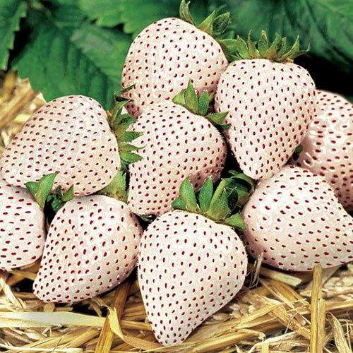 Pine Berry - 7530A