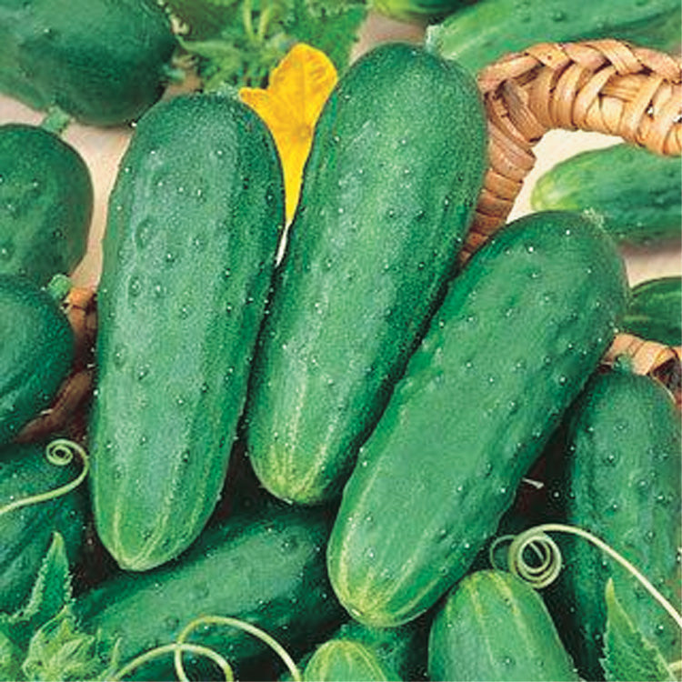 Cucumber Homemade Pickles (55 Days) - 755A
