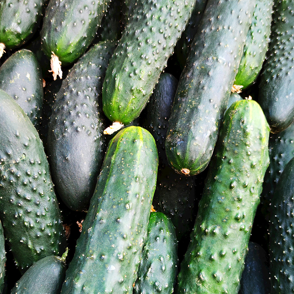Cucumber King of the Castle Hybrid (50 Days)