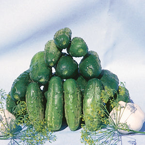 Cucumber National Pickling (55 Days) - 770A