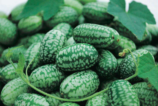 Cucumber Cucamelon (67 Days) - 780A