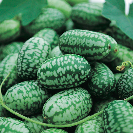 Cucumber Cucamelon (67 Days) - 780A