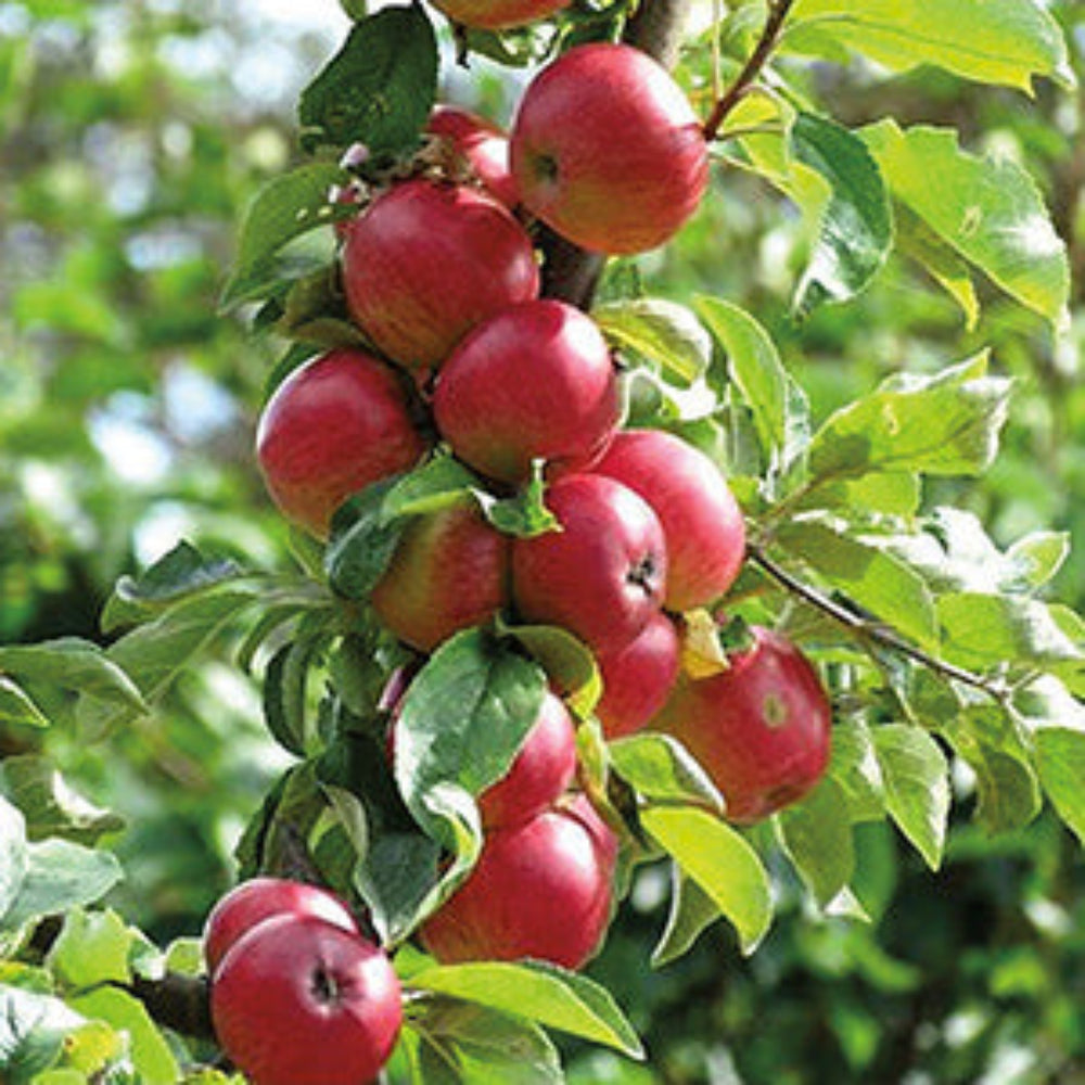 Apple Northern Arrow Treasure Red - 7980A