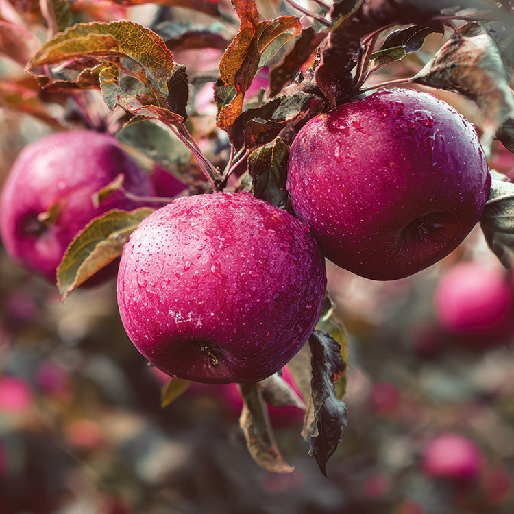 Apple Tree Fall Red