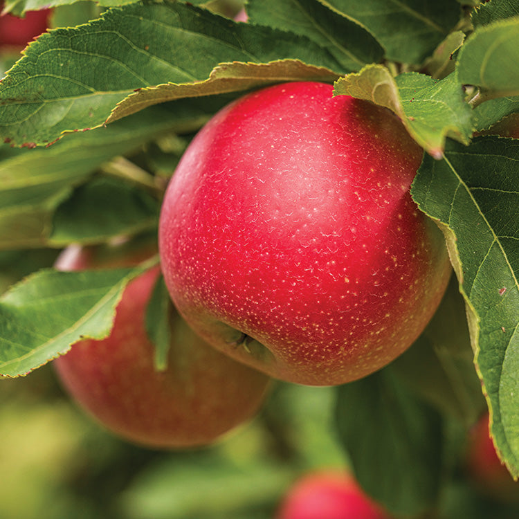 Apple Tree September Ruby
