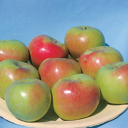 Dwarf Apple Goodland - 7997A
