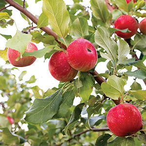 Dwarf Apple Kandy Crisp - 7998A