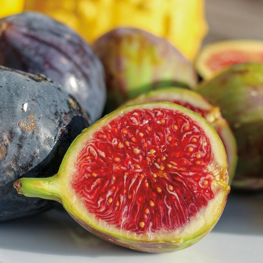 Fig Collection / 2 plants - 8003A