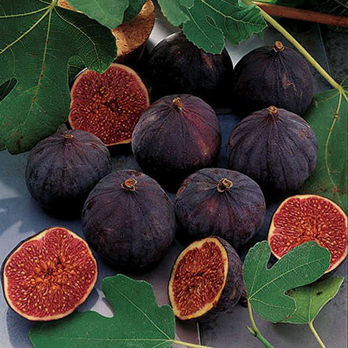 Negrone Fig Tree