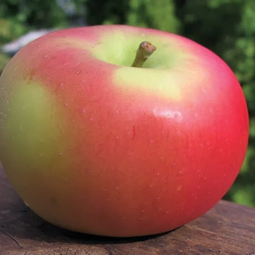 Apple Tree Alberta Buff