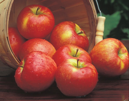 Apple Tree Honey Crisp