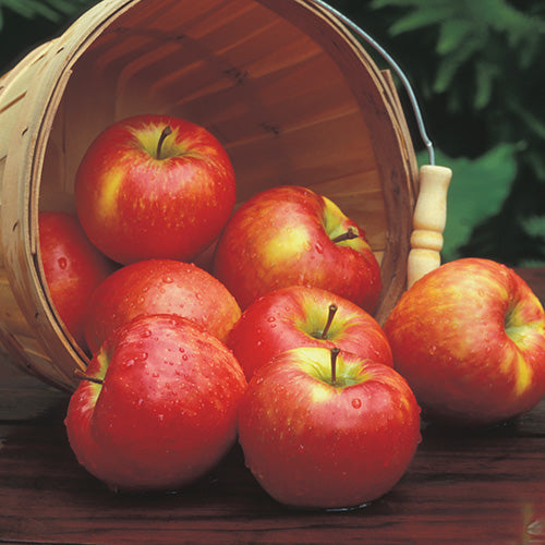 Apple Tree Honey Crisp