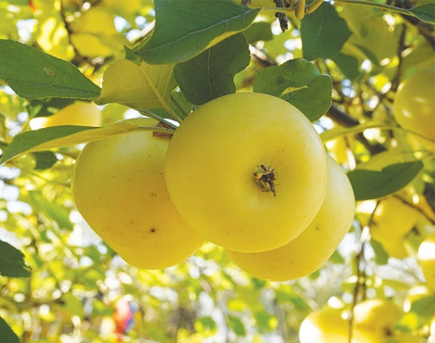 Apple Anna Gold - 8006A