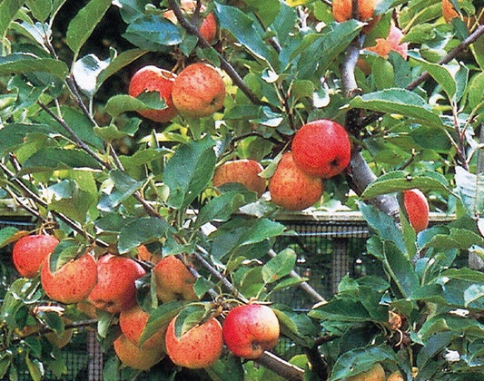 Apple Red Sparkle - 8008A