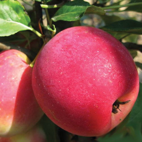 Kerr Crab Apple Tree