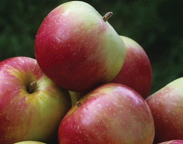 Apple Tree Zestar - 8018A