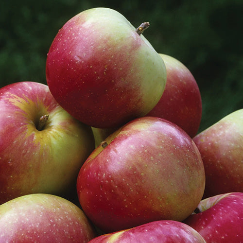 Apple Tree Zestar - 8018A