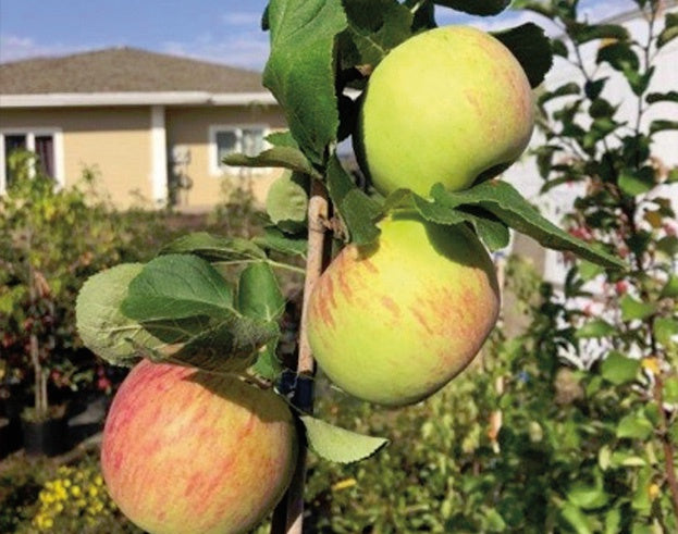 Apple Tree Valentine - 8019A