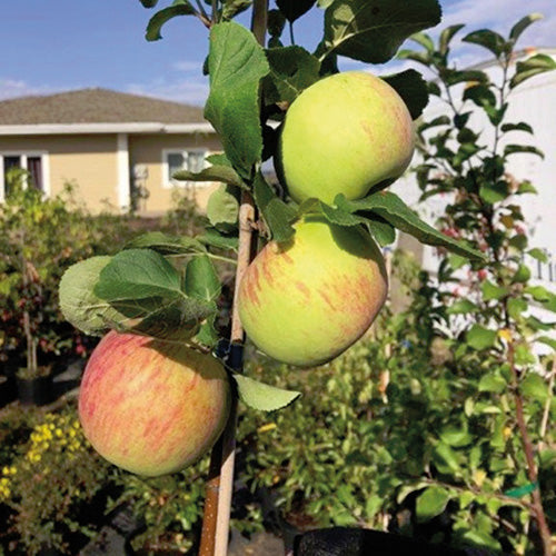 Apple Tree Valentine - 8019A