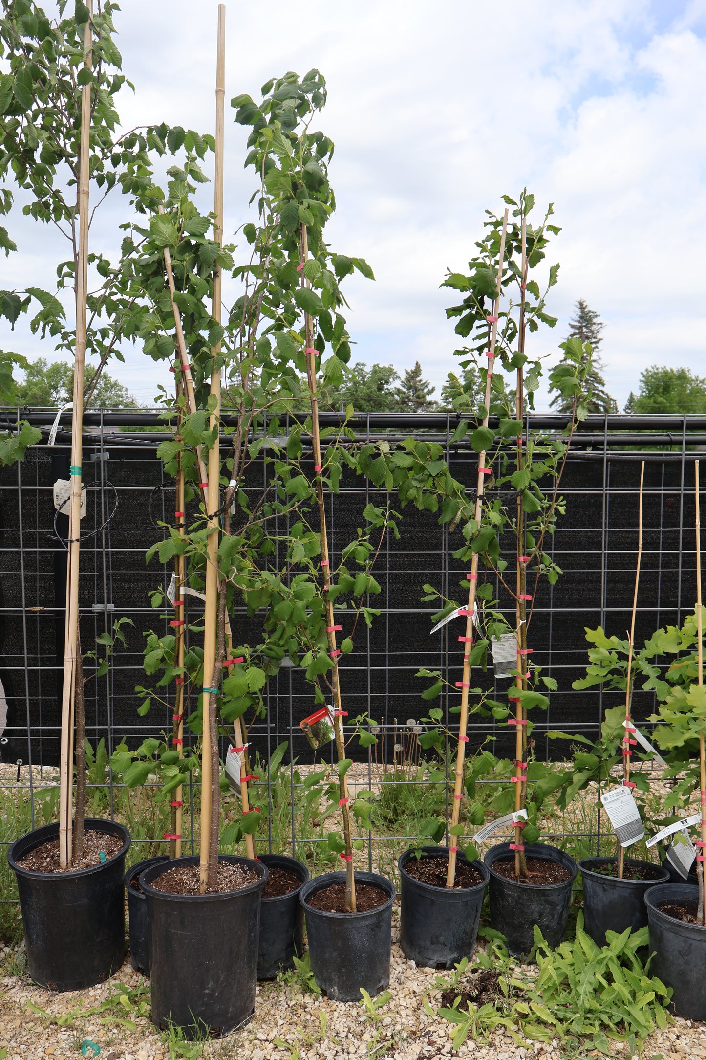 Manchurian Apricot Tree