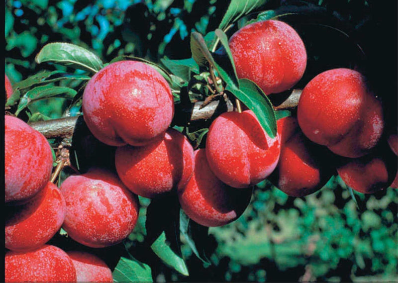 Pembina Plum - 8023A