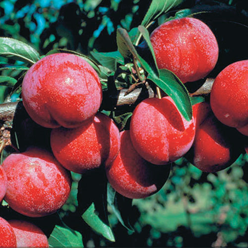 Pembina Plum - 8023A