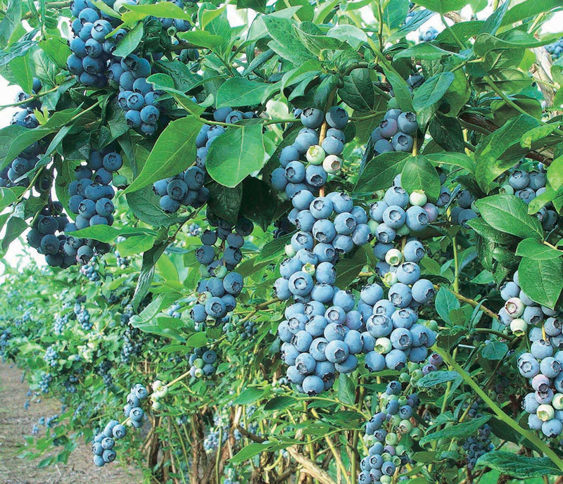 Blueberry Northblue (Low Bush) - 8030A