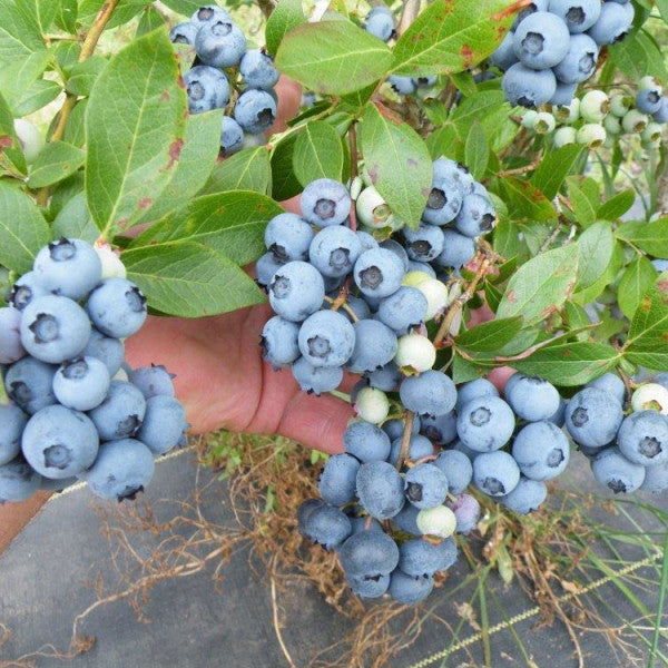 Blueberry Blue Gold (High Bush) - 8024A