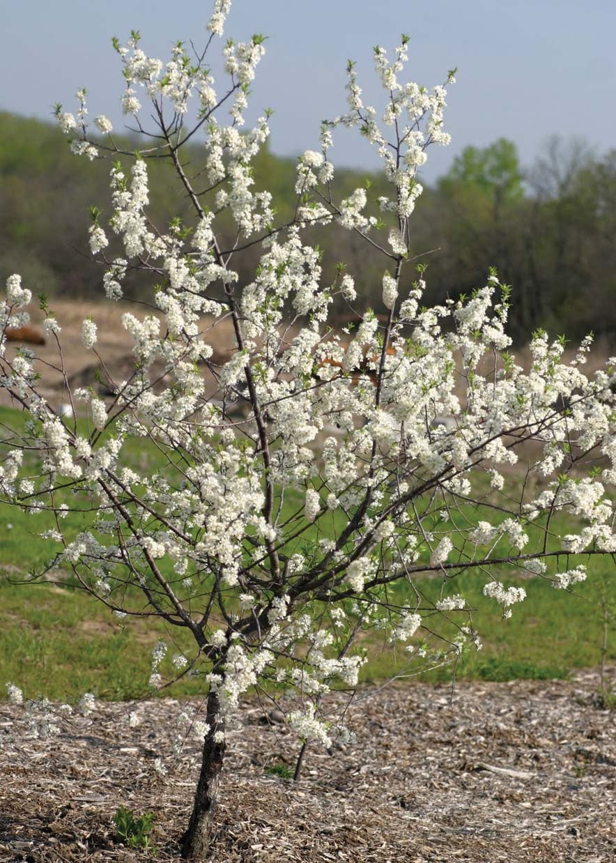 American Wild Plum - 8025A