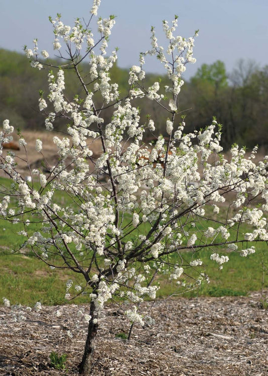 American Wild Plum - 8025A